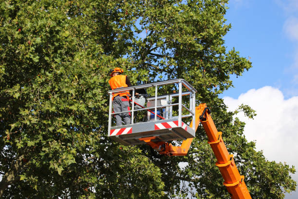 Best Residential Tree Removal  in Borger, TX